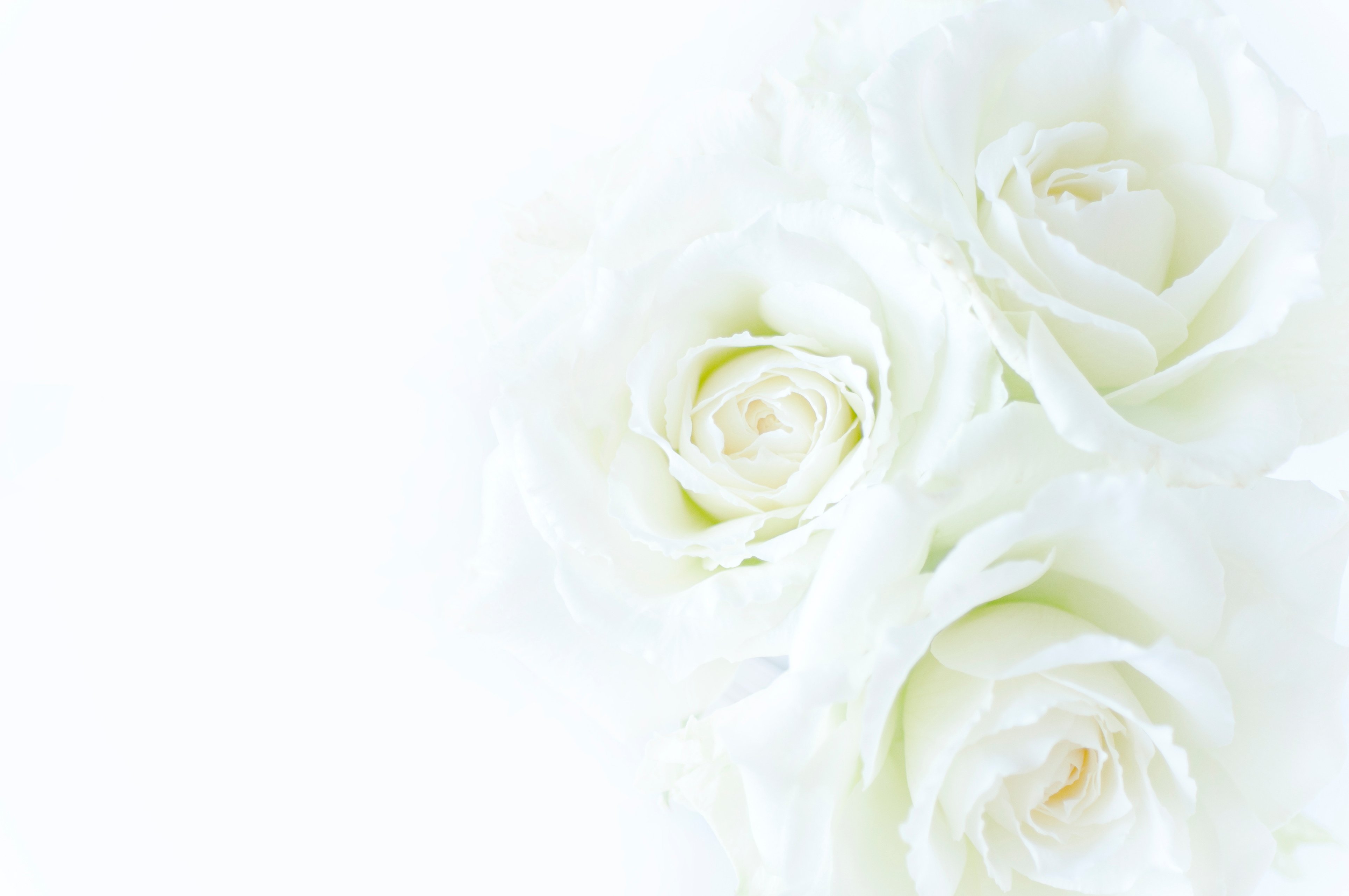 White rose